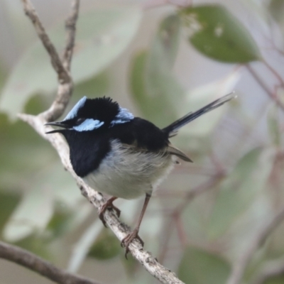 Malurus cyaneus (Superb Fairywren) at Campbell Park Woodland - 4 Oct 2021 by AlisonMilton