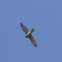 Accipiter fasciatus (Brown Goshawk) at Campbell Park Woodland - 5 Oct 2021 by AlisonMilton