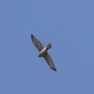 Accipiter fasciatus at Majura, ACT - 6 Oct 2021