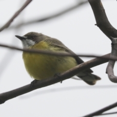 Gerygone olivacea (White-throated Gerygone) at Mount Ainslie - 4 Oct 2021 by AlisonMilton