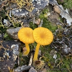 Lichenomphalia chromacea (Yellow Navel) at Jerrabomberra, NSW - 6 Oct 2021 by Steve_Bok