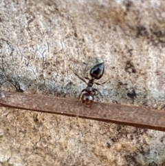 Crematogaster sp. (genus) (Acrobat ant, Cocktail ant) at Jerrabomberra, NSW - 6 Oct 2021 by Steve_Bok