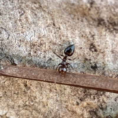 Crematogaster sp. (genus) (Acrobat ant, Cocktail ant) at Jerrabomberra, NSW - 6 Oct 2021 by SteveBorkowskis