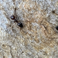 Crematogaster sp. (genus) at Jerrabomberra, NSW - 6 Oct 2021