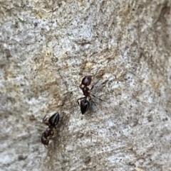 Crematogaster sp. (genus) at Jerrabomberra, NSW - 6 Oct 2021