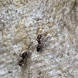 Crematogaster sp. (genus) at Jerrabomberra, NSW - 6 Oct 2021