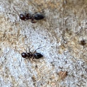 Crematogaster sp. (genus) at Jerrabomberra, NSW - 6 Oct 2021