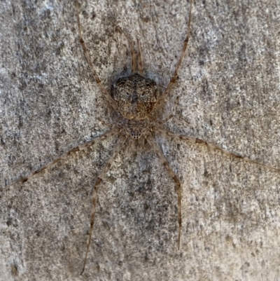 Tamopsis sp. (genus) (Two-tailed spider) at Jerrabomberra, NSW - 6 Oct 2021 by SteveBorkowskis