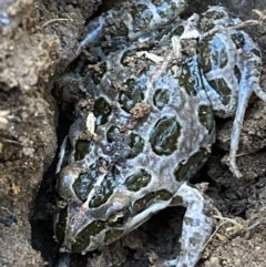 Limnodynastes tasmaniensis (Spotted Grass Frog) at Jerrabomberra, NSW - 6 Oct 2021 by Steve_Bok