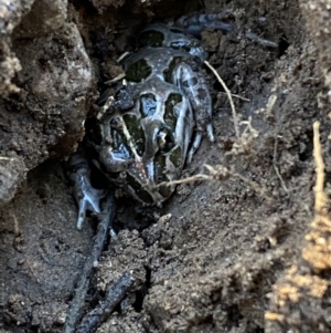 Limnodynastes tasmaniensis at Jerrabomberra, NSW - 6 Oct 2021