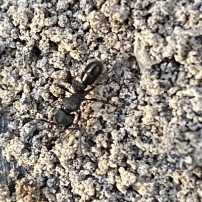 Rhytidoponera sp. (genus) (Rhytidoponera ant) at Mount Jerrabomberra QP - 6 Oct 2021 by Steve_Bok