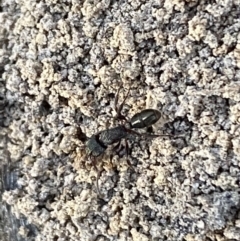 Rhytidoponera sp. (genus) at Jerrabomberra, NSW - 6 Oct 2021