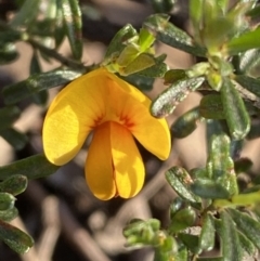 Pultenaea microphylla (Egg and Bacon Pea) at Jerrabomberra, NSW - 6 Oct 2021 by Steve_Bok