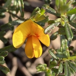 Pultenaea microphylla at Jerrabomberra, NSW - 6 Oct 2021