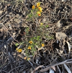 Pultenaea microphylla at Jerrabomberra, NSW - 6 Oct 2021