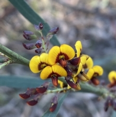 Daviesia mimosoides subsp. mimosoides at Jerrabomberra, NSW - 6 Oct 2021 by Steve_Bok