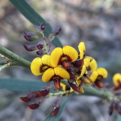 Daviesia mimosoides subsp. mimosoides at Jerrabomberra, NSW - 6 Oct 2021 by Steve_Bok