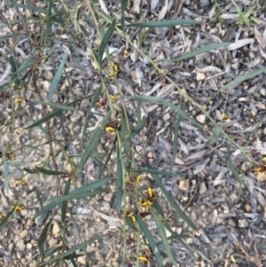 Daviesia mimosoides subsp. mimosoides at Jerrabomberra, NSW - 6 Oct 2021