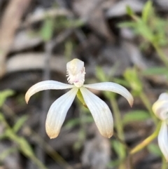 Caladenia ustulata (Brown Caps) at Mount Jerrabomberra QP - 6 Oct 2021 by Steve_Bok