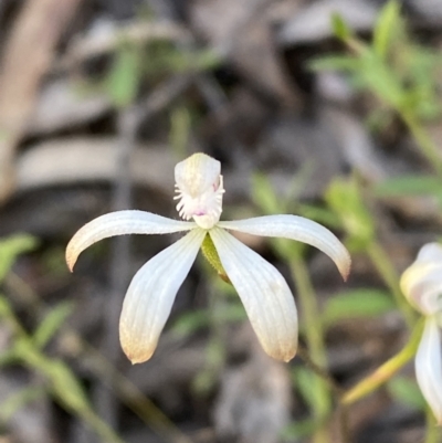 Caladenia ustulata (Brown Caps) at Jerrabomberra, NSW - 6 Oct 2021 by Steve_Bok