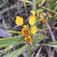 Diuris pardina (Leopard Doubletail) at Jerrabomberra, NSW - 6 Oct 2021 by Steve_Bok