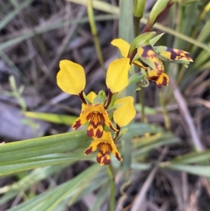 Diuris pardina at Jerrabomberra, NSW - suppressed