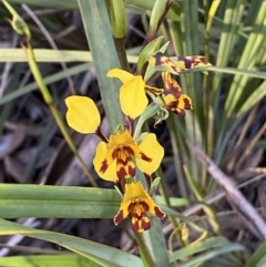 Diuris pardina at Jerrabomberra, NSW - suppressed