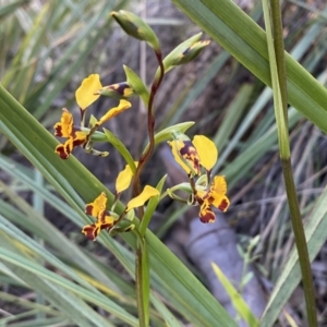 Diuris pardina at Jerrabomberra, NSW - 6 Oct 2021