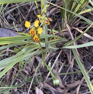 Diuris pardina at Jerrabomberra, NSW - suppressed