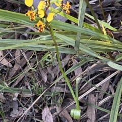 Diuris pardina at Jerrabomberra, NSW - suppressed