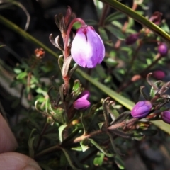 Tetratheca bauerifolia (Heath Pink-bells) at Booth, ACT - 3 Oct 2021 by JohnBundock