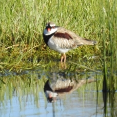 Charadrius melanops (Black-fronted Dotterel) at Tuggeranong DC, ACT - 6 Oct 2021 by HelenCross