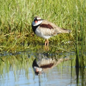 Charadrius melanops at Tuggeranong DC, ACT - 6 Oct 2021