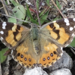 Vanessa kershawi (Australian Painted Lady) at Garran, ACT - 28 Sep 2021 by RobParnell