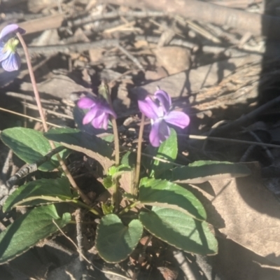 Viola betonicifolia subsp. betonicifolia (Arrow-Leaved Violet) at Lake George, NSW - 6 Oct 2021 by MPennay