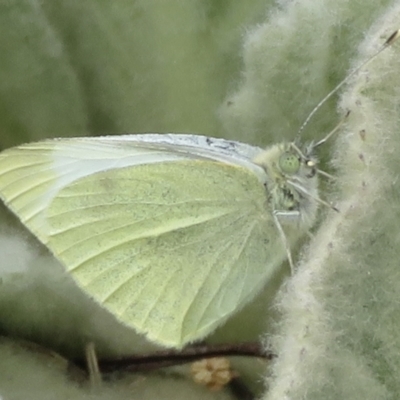 Pieris rapae (Cabbage White) at Garran, ACT - 28 Sep 2021 by RobParnell