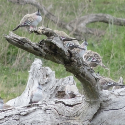 Ocyphaps lophotes (Crested Pigeon) at Garran, ACT - 28 Sep 2021 by RobParnell