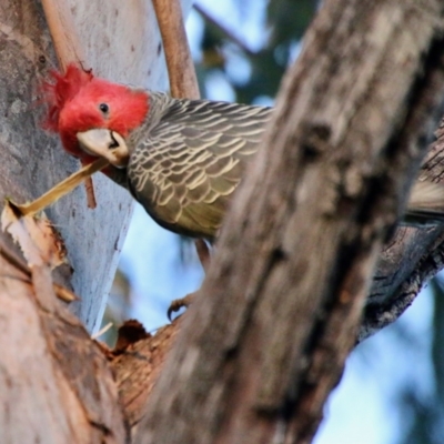 Callocephalon fimbriatum (Gang-gang Cockatoo) at Hughes, ACT - 6 Oct 2021 by LisaH