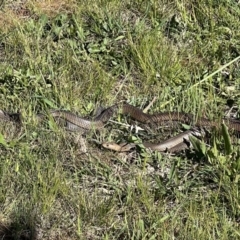 Pseudonaja textilis (Eastern Brown Snake) at Murrumbateman, NSW - 6 Oct 2021 by SimoneC