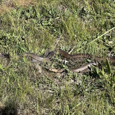 Pseudonaja textilis (Eastern Brown Snake) at Murrumbateman, NSW - 6 Oct 2021 by SimoneC