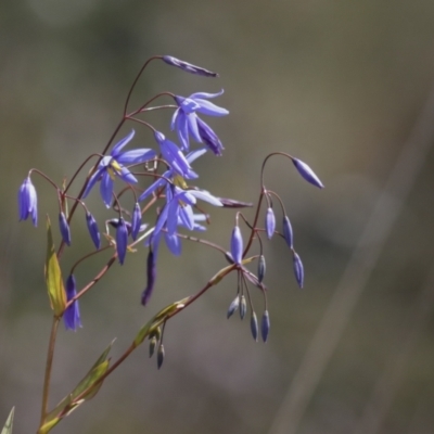 Stypandra glauca (Nodding Blue Lily) at Bruce Ridge to Gossan Hill - 5 Oct 2021 by AlisonMilton