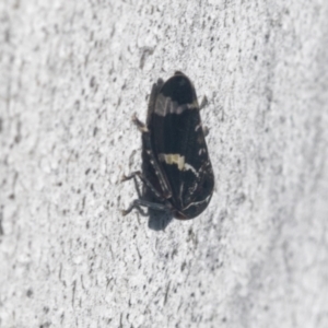 Eurymeloides punctata at Higgins, ACT - 4 Oct 2021