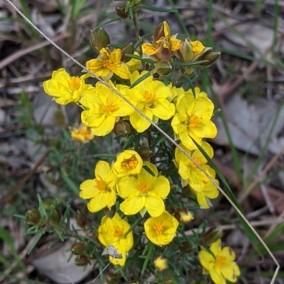 Hibbertia riparia (Erect Guinea-flower) at Baranduda, VIC - 6 Oct 2021 by Darcy