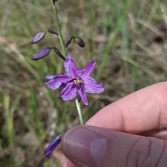 Arthropodium strictum (Chocolate Lily) at Baranduda, VIC - 6 Oct 2021 by Darcy