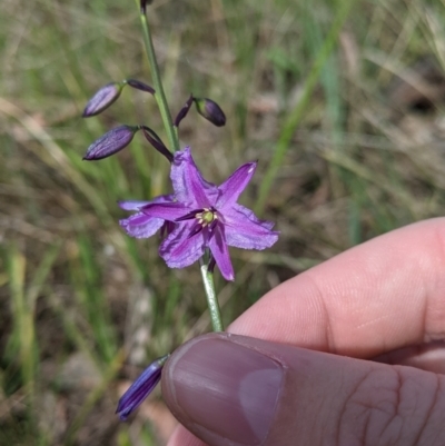 Arthropodium strictum (Chocolate Lily) at Baranduda, VIC - 6 Oct 2021 by Darcy