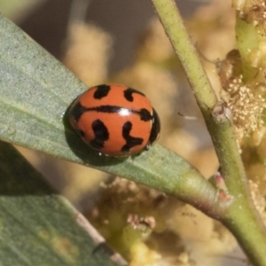 Coccinella transversalis at Hawker, ACT - 4 Oct 2021 08:45 AM