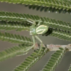 Lehtinelagia sp. (genus) (Flower Spider or Crab Spider) at Hawker, ACT - 4 Oct 2021 by AlisonMilton