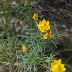 Xerochrysum viscosum (Sticky Everlasting) at Baranduda, VIC - 6 Oct 2021 by Darcy