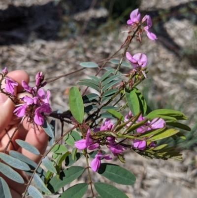 Indigofera australis subsp. australis (Australian Indigo) at Baranduda, VIC - 6 Oct 2021 by Darcy