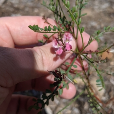 Indigofera adesmiifolia (Tick Indigo) at Baranduda, VIC - 6 Oct 2021 by Darcy